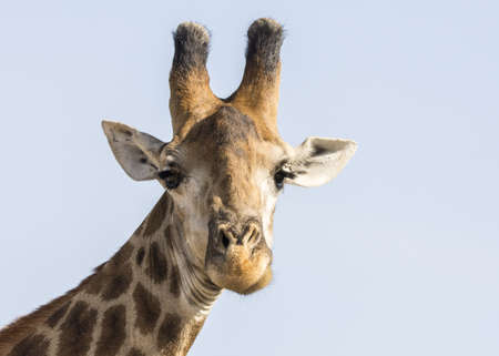 Giraffeの写真素材