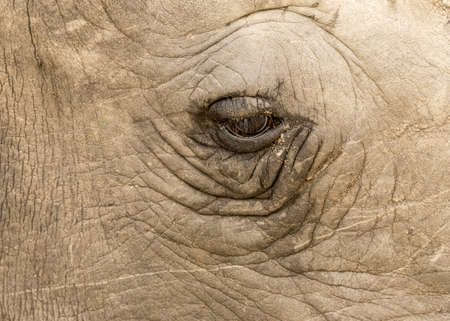 Close up of Rhino eyeの写真素材