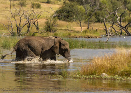 Elephants playing in the water