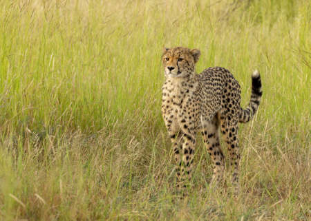 Cheetah cub looking for momの写真素材