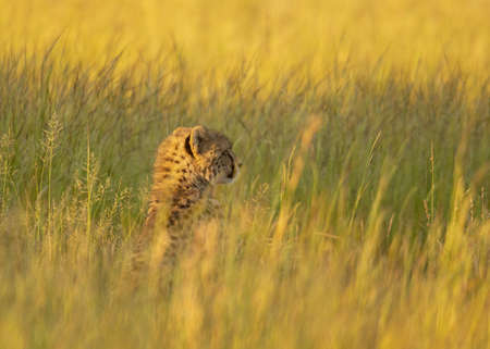 Cheetah cub looking for momの写真素材