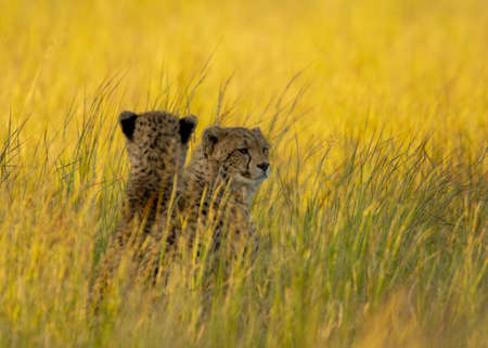 Cheetah cubs looking for mom in the long grassの写真素材