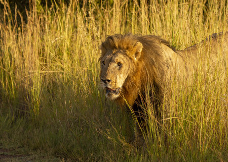 Lion male waling and searching for the rest of the pride as he wandered through the long grassの写真素材