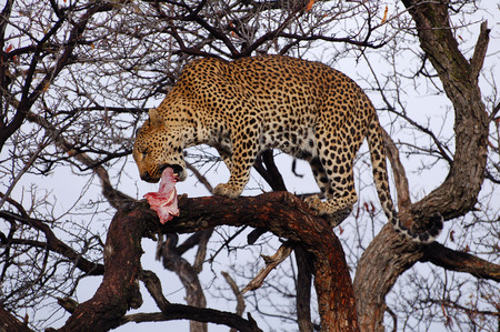 Eating Leopard in a tree in Namibiaの写真素材