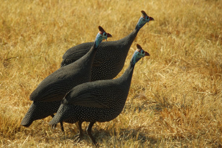 Three guinea fowl looking to the rightの写真素材