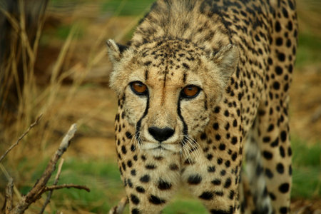 Close-up of standing cheetah looking directly into the camera