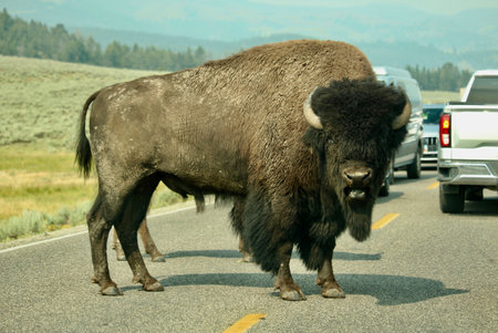 Large male bison on the roadの写真素材