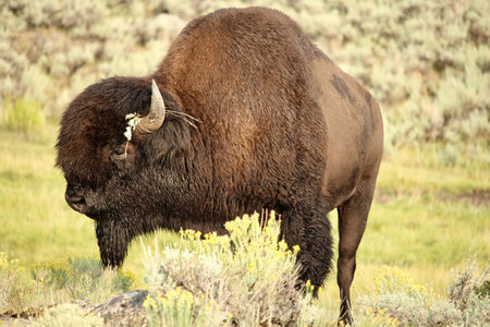 Male American bison with flower on its horn