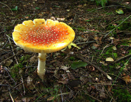 Colour in the Forest                        の写真素材