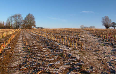 Bare field after harvest in winter                        の写真素材