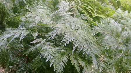 Foliage of a plant Pteridophyteの写真素材