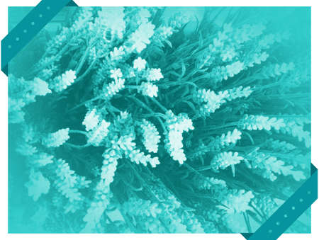 Background or texture or border with flowers - greenの写真素材