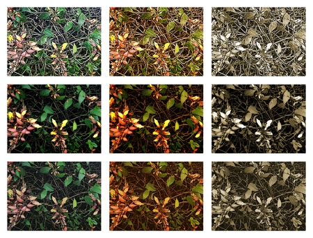 Clock vine (Thunbergia mysorensis) - Floral patterns