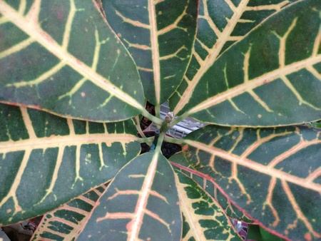 The variegated croton is a strong-scented tree, shrub, or herbaceous plant of the spurge family,...