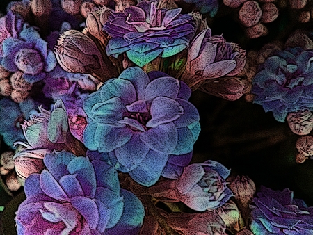 Kalanchoe flower - Lilac, purple or pink - A tropical succulent plant with clusters of tubular flowers, sometimes producing miniature plants along the edges of the leaves and grown as an indoor or greenhouse plant.の写真素材