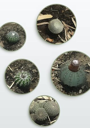Framed photo collage - Cactus - Collage with cactus - Texture or backgroundsの写真素材