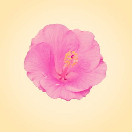 Pink hibiscus flower - Hibiscus sp., Known colloquially as chinese hibiscus, Chinese rose, Hawaiian hibiscus, and shoeblackplant, is a species of tropical hibiscus, a flowering plant in the Hibisceae tribe of the Malvaceae family, native to East Asia.の写真素材