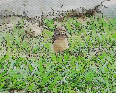 Owl - A nocturnal bird of prey with large forward-facing eyes surrounded by facial disks, a hooked beak, and typically a loud callの写真素材