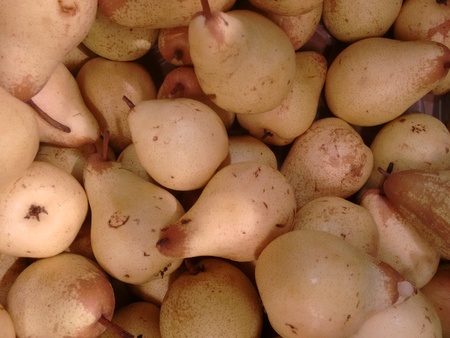 Pear, European pear, pear, pear, pear, pear, pear, pear, pear, pear, pear, pear, pear, pear, pear...