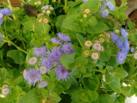 Goat weed, blue top, mother brinkley, tropical ageratum, white weed, appa grass, bastard argimony, billy goat weed, chick weed, mother brinkly, invading ageratum, tropic ageratum, floss flower or winter weed - Ageratum conyzoides is a species of flower plant belonging to the family Asteraceaeの写真素材