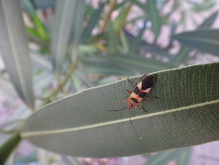 Boxelder bug in oleander leaf