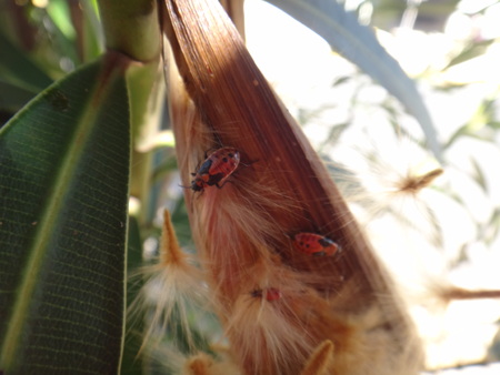 Elder bug nymph in oleander pod