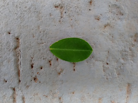 Small oval leaflet of golden glory - Adaxial faceの写真素材