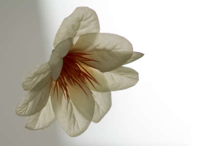 Beautiful white blooming flower close-up