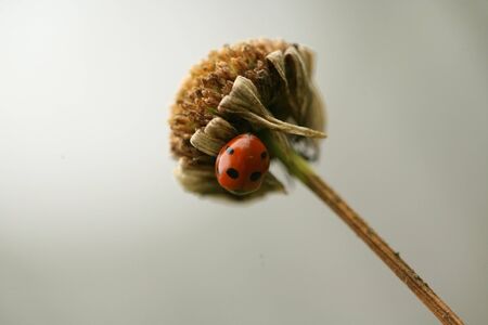 Macro shot of ladybird on dried flower against grey skyの写真素材