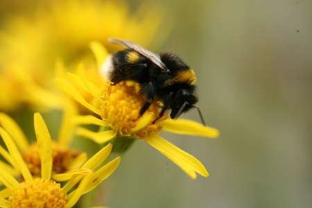 Macro shot of bee on yellow flowerの写真素材