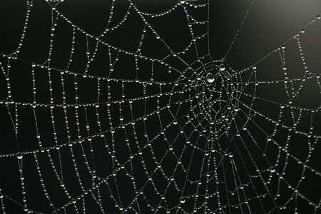 Macro shot of water droplets on spider's webの写真素材