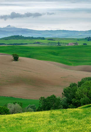 Grean meadows in Tuscany, Italyの写真素材
