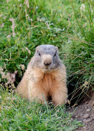 Cute marmot in its burrow in Dolomites, Italyの写真素材
