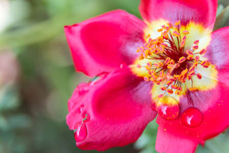 Colorful flower closeup shot, with some water drops on itの写真素材