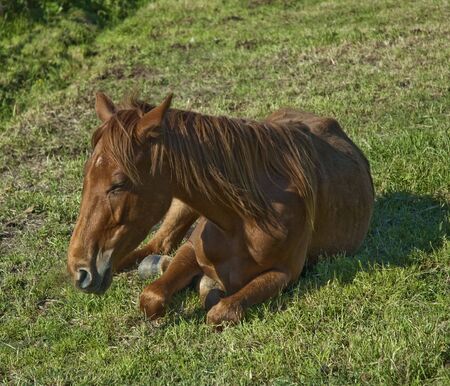 Cavallo sdraiatoの写真素材
