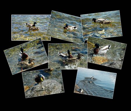 collage of pictures of ducks at the lake more on blackの写真素材