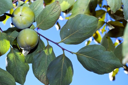 persimmon on a tree about to matureの写真素材