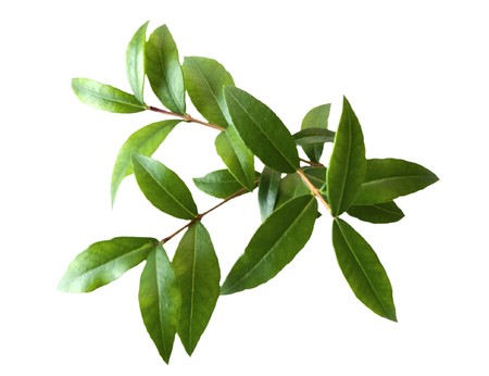 three myrtle branches on a white backgroundの写真素材