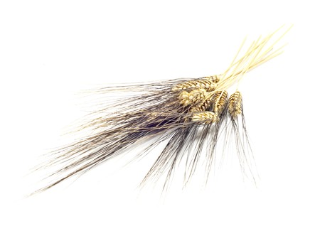 some ears of corn on a white backgroundの写真素材