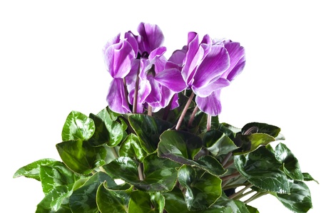 beautiful cyclamen pink mottled on white backgroundの写真素材