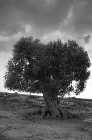 Ancient olive tree to the Internal dela archaeological zone in the Valley of the Templesの写真素材
