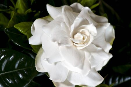 closeup of a gardenia just blossomed on blurred background の写真素材
