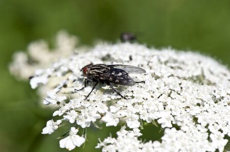 macro of an insect on a flower of white chiefの写真素材