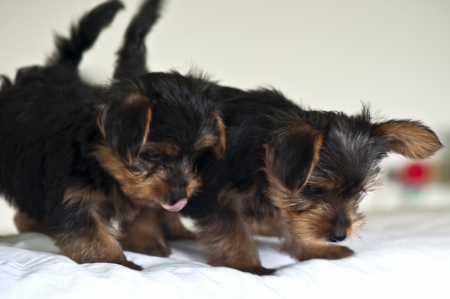 Two yorkshire puppies playing in the gardenの写真素材