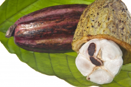 fruit of the cocoa tree on white backgroundの写真素材