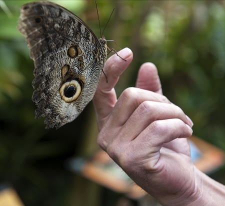 Butterflies in the ecological oasis of Mindo in Ecuadorの写真素材