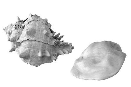 a beautiful seashell on a black and whiteの写真素材