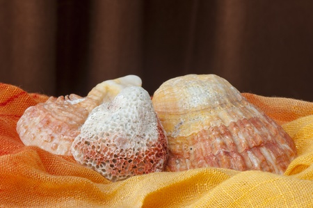 a beautiful seashell on a colorful fabric background