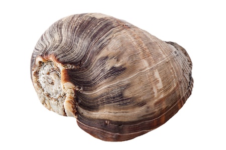 a beautiful seashell on a white background