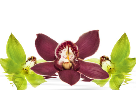 a elegant orchid on the white backgroudの写真素材